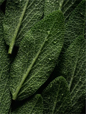 PureMist Eccence Spray